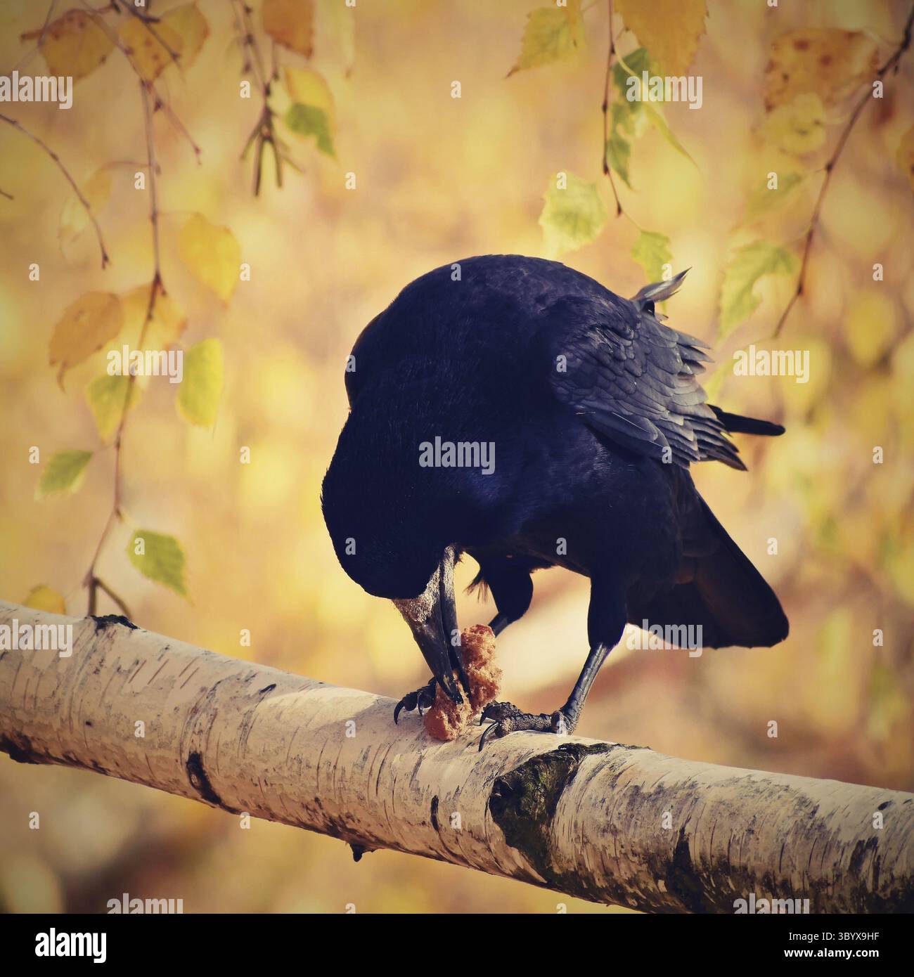 Bella immagine di un uccello - corvo / corvo nella natura autunnale. (Corvus frugilegus) Foto Stock