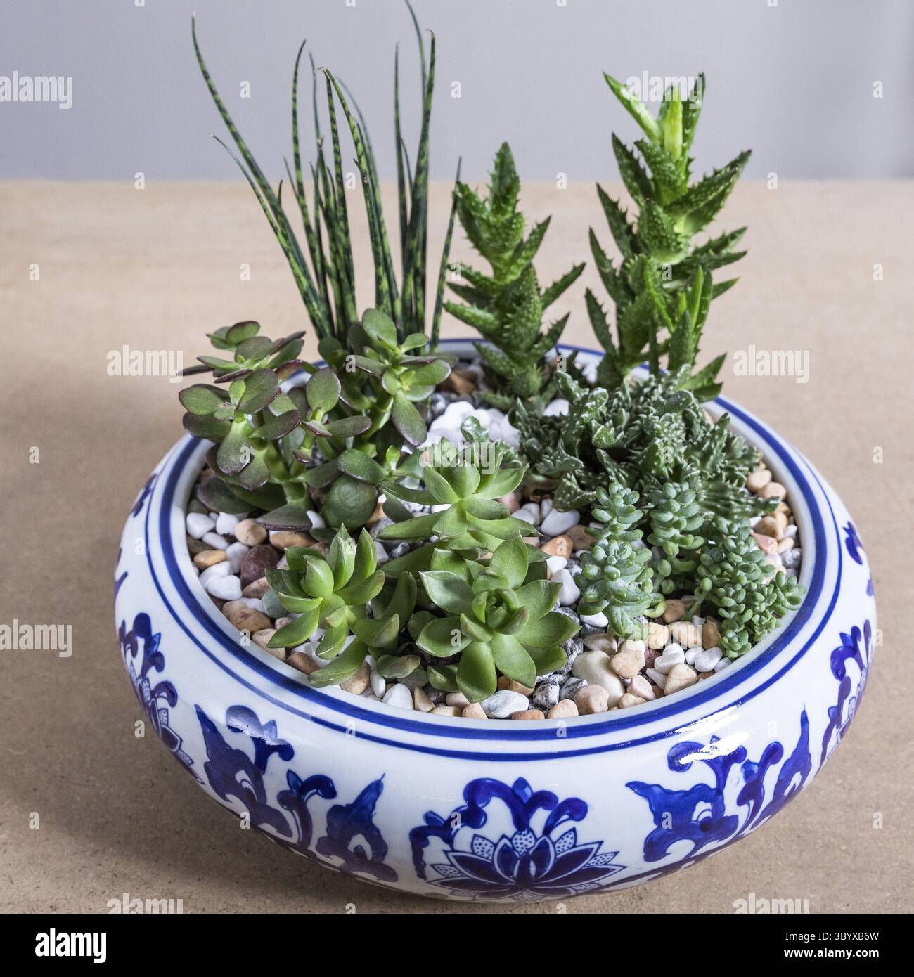 Terrario, sabbia, roccia, succulento, cactus nel vaso bianco di ceramica Foto Stock