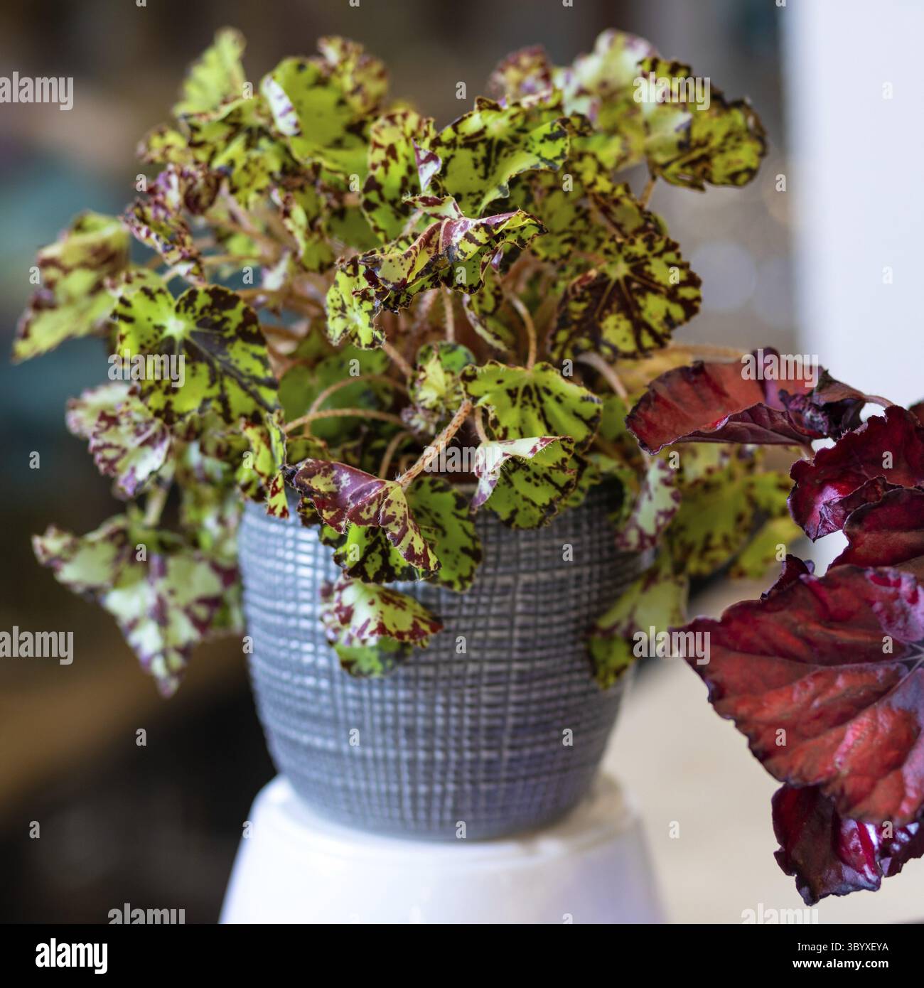 Begonia a foglia dipinta, Begonia rex nella pentola d'argento Foto Stock