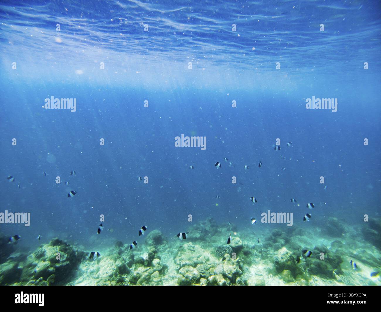 Sfondo sott'acqua astratto di un mare tropicale blu chiaro Foto Stock