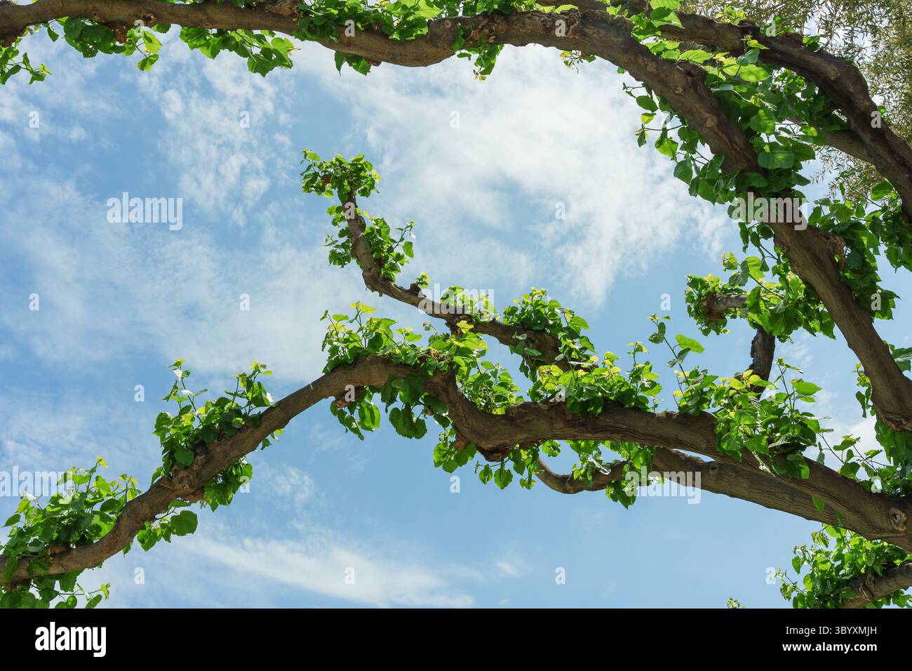Rami d'albero curvi con foglie verdi vivide che incorniciano il cielo, forma e curva stravaganti, texture botanica Foto Stock