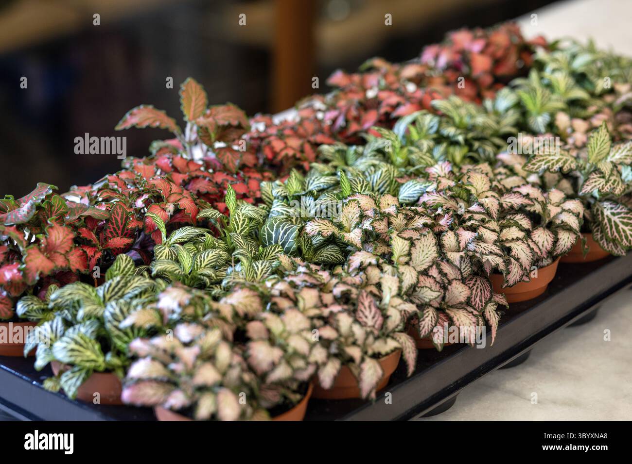 Begonia a foglia dipinta, Begonia rex Foto Stock