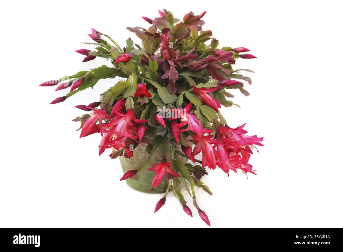 Cactus natalizio con fiori rosa S. trucata su sfondo bianco Foto Stock