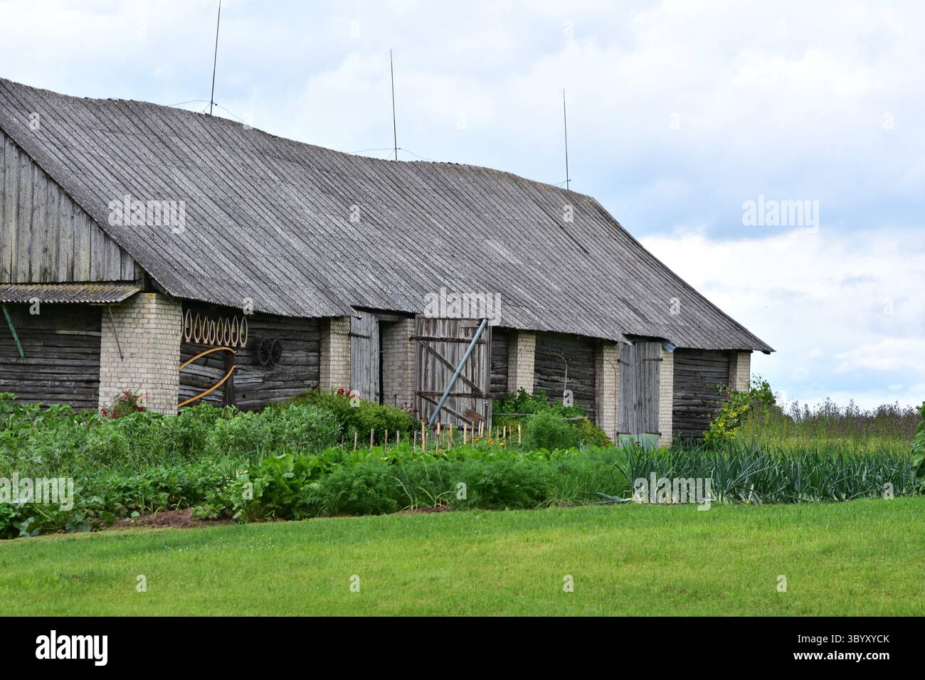Vecchio rustico fienile in legno e mattoni con tetto inclinato, circondato da un lussureggiante orto verde. Tradizionale scenario agricolo di campagna. Foto Stock