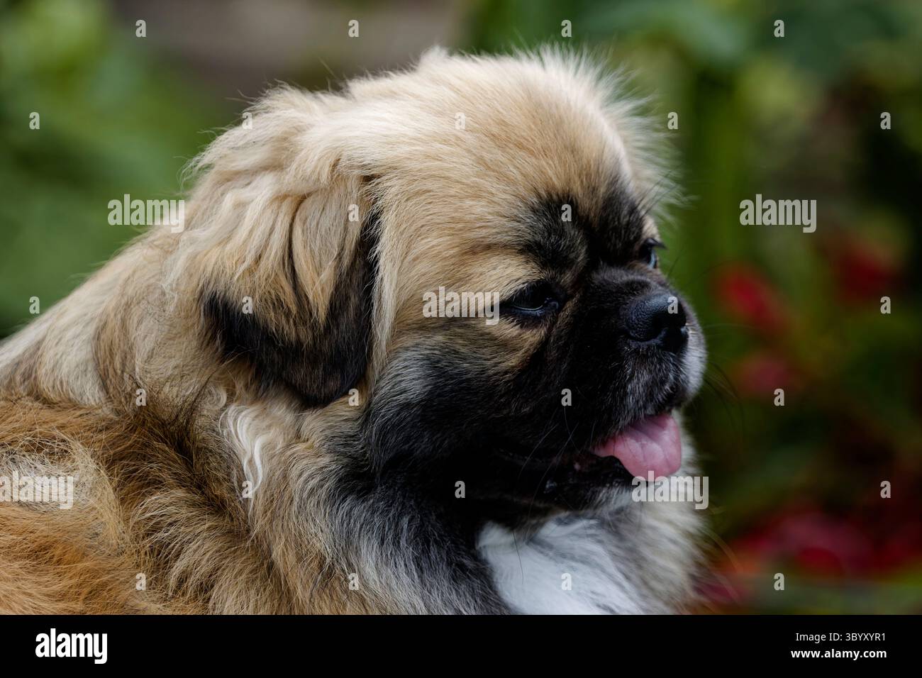 Un colpo alla testa di un cane tibetano spagnolo maschio Foto Stock