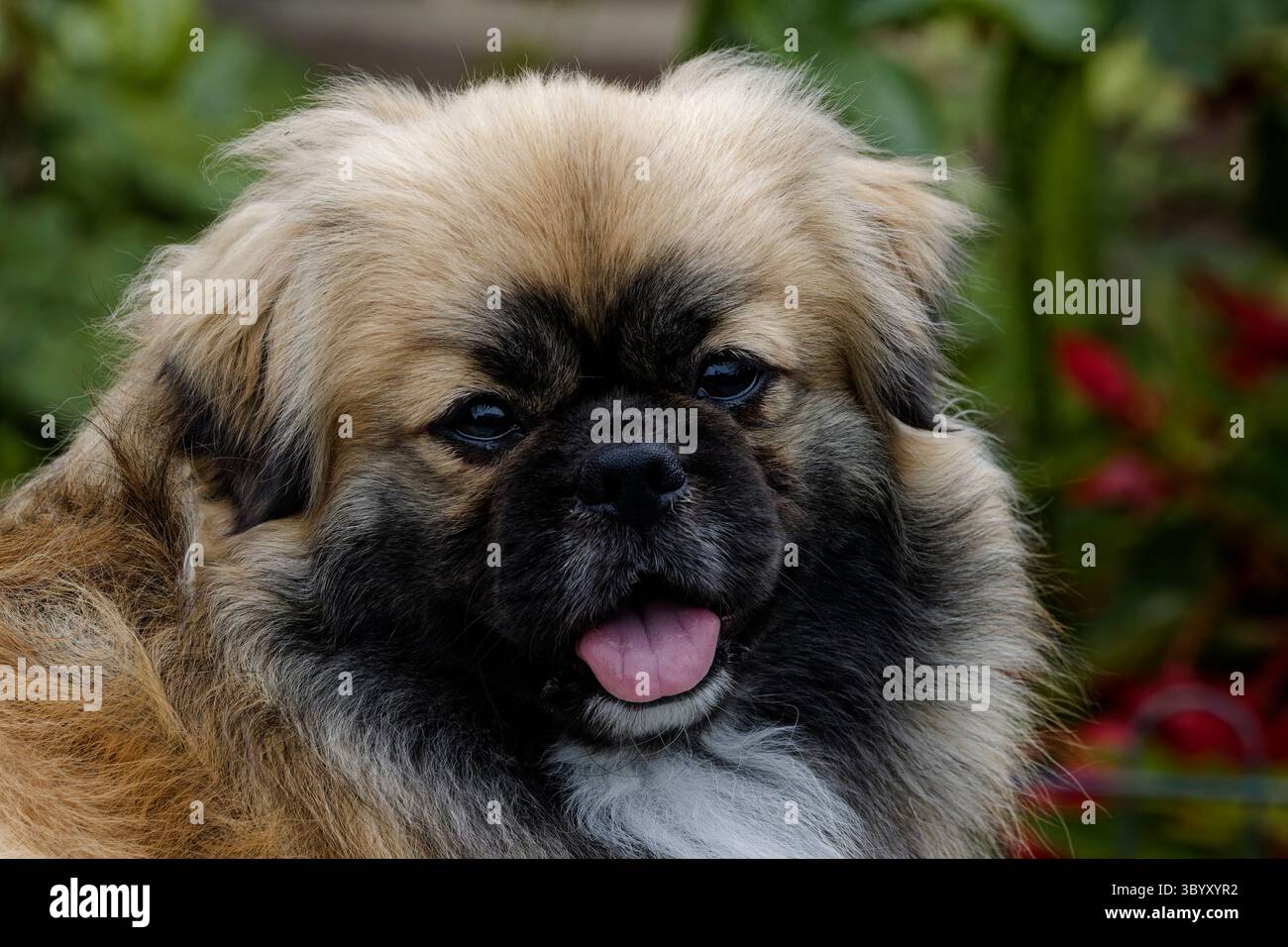 Un colpo alla testa di un cane tibetano spagnolo maschio Foto Stock