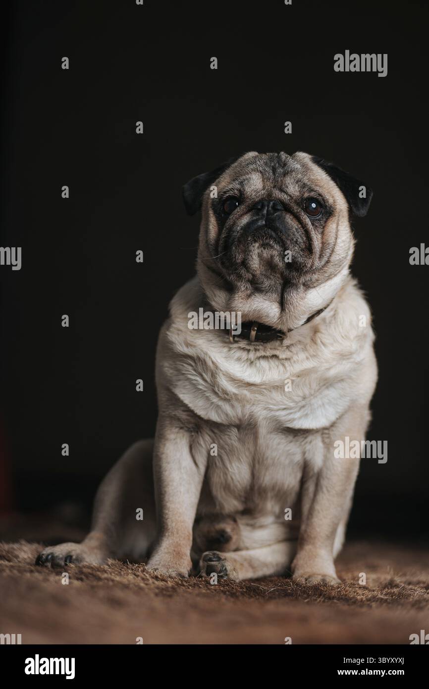 Cucciolo carino assonnato che cerca di dormire su un tappeto di pelliccia di orso Foto Stock