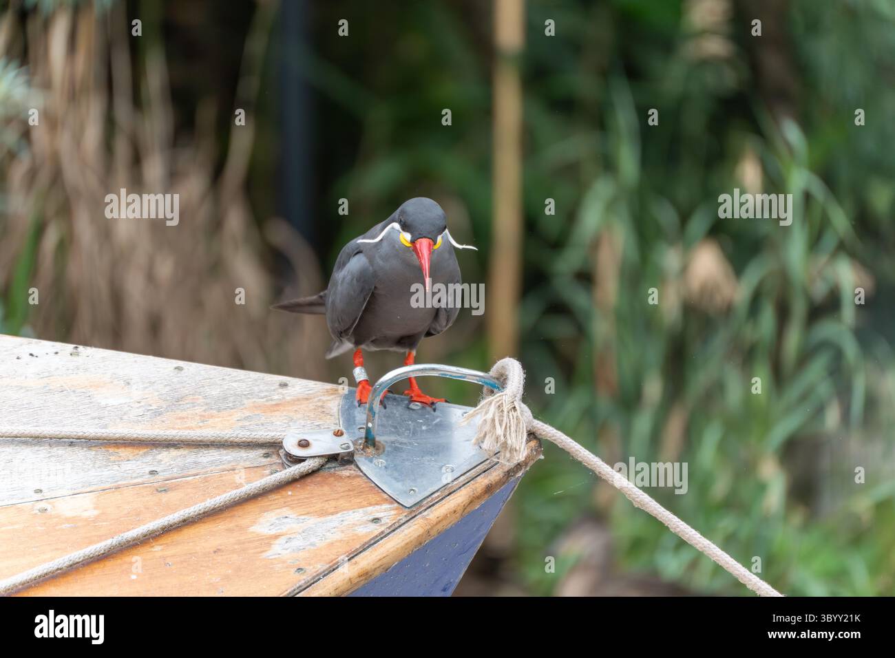 Inca Tern, vista frontale con uno sguardo teso. L'uccello guarda dritto la corda. La sua postura è concentrata, quasi impegnativa. Foto Stock