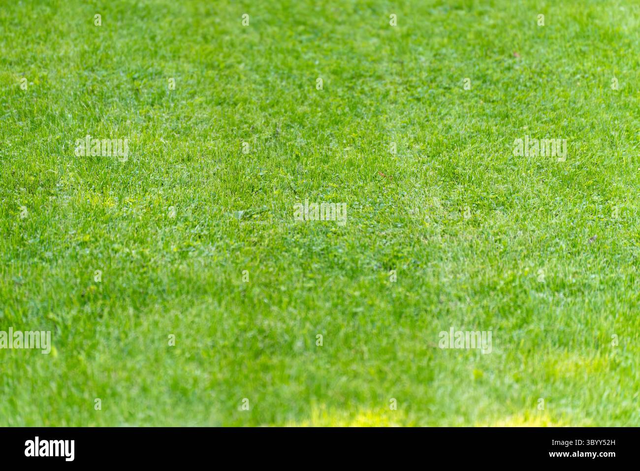Primo piano sull'erba verde. Un prato verde rigoglioso e vibrante si estende lungo la cornice. L'erba rifinita in modo uniforme si illumina di luce naturale soffusa. Foto Stock