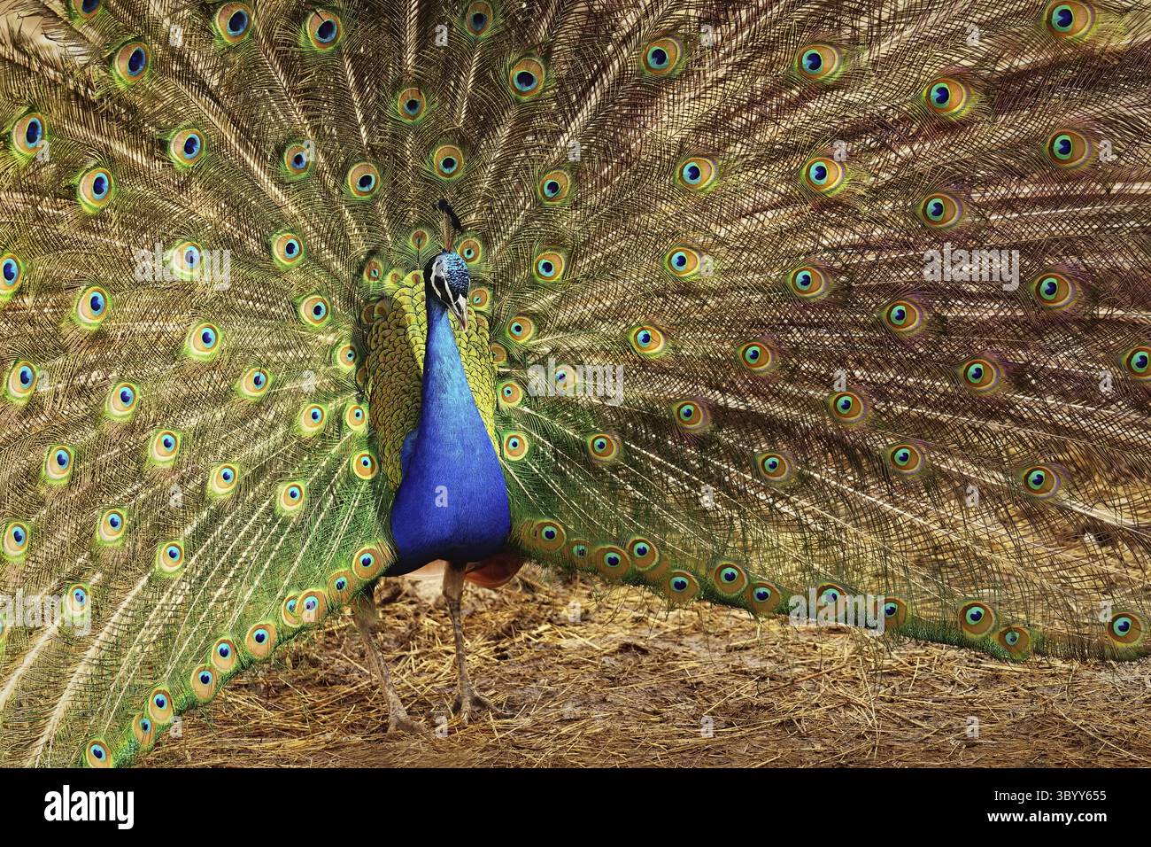 Bellissimo e colorato uccello pavone. Concetto per animali e natura. (Pavo cristatus) Foto Stock