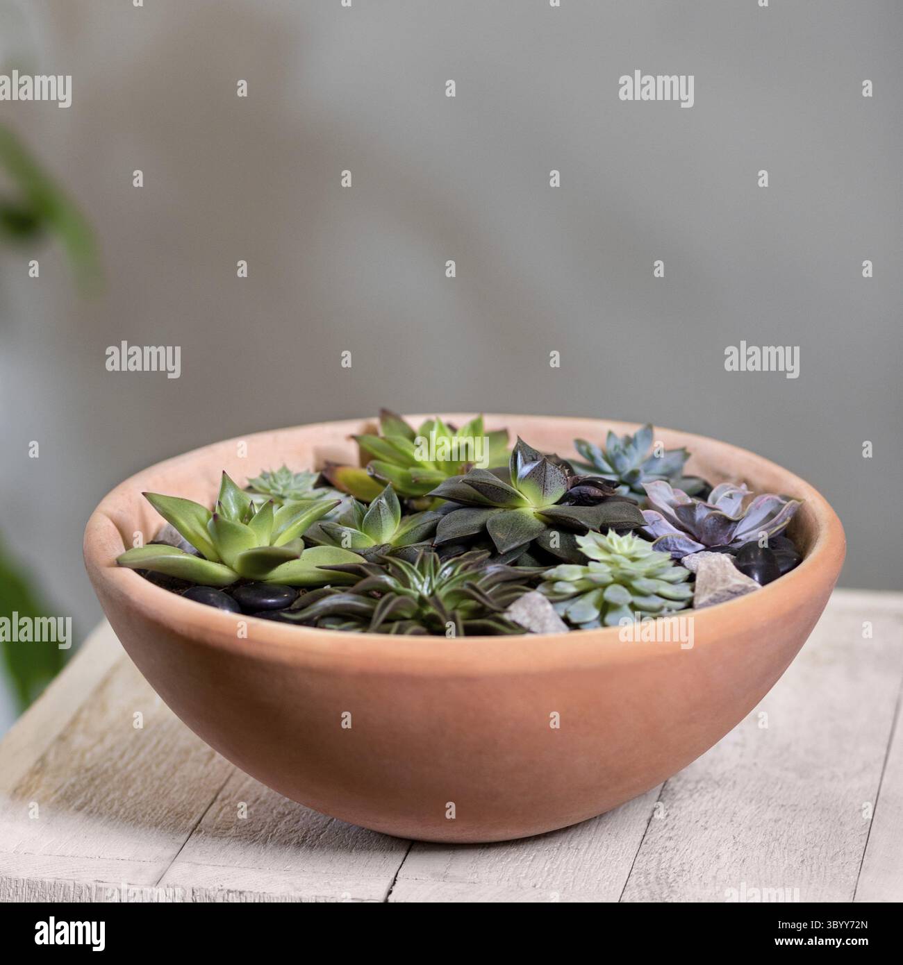 Bellissimo terrarium con succulente, cactus, fiore, roccia, sabbia all'interno, pentola rossa Foto Stock