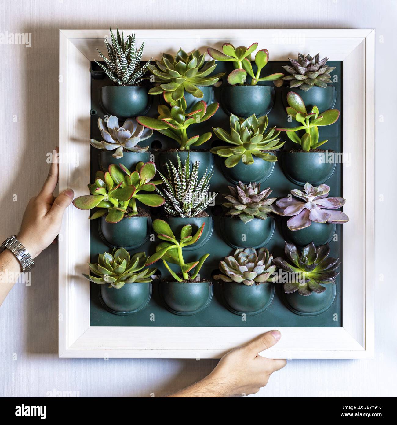 Donna che tiene un sacco di succulenti sulla piastra parete Foto Stock