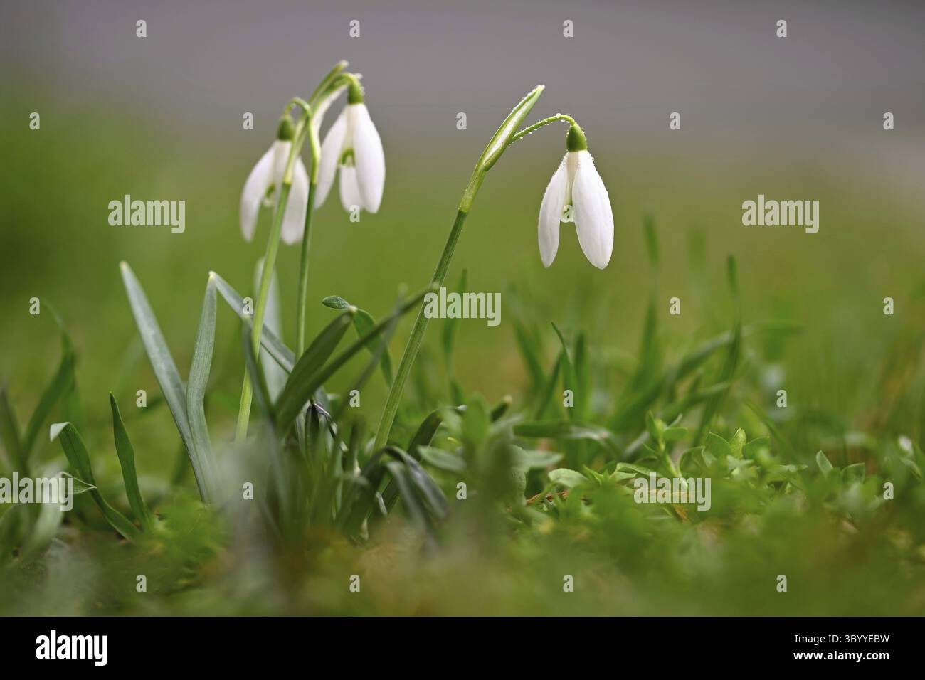 Snowdrops - bellissimi fiori bianchi di primavera. Le prime piante in fiore in primavera. Sfondo colorato naturale. (Galanthus nivalis) Foto Stock