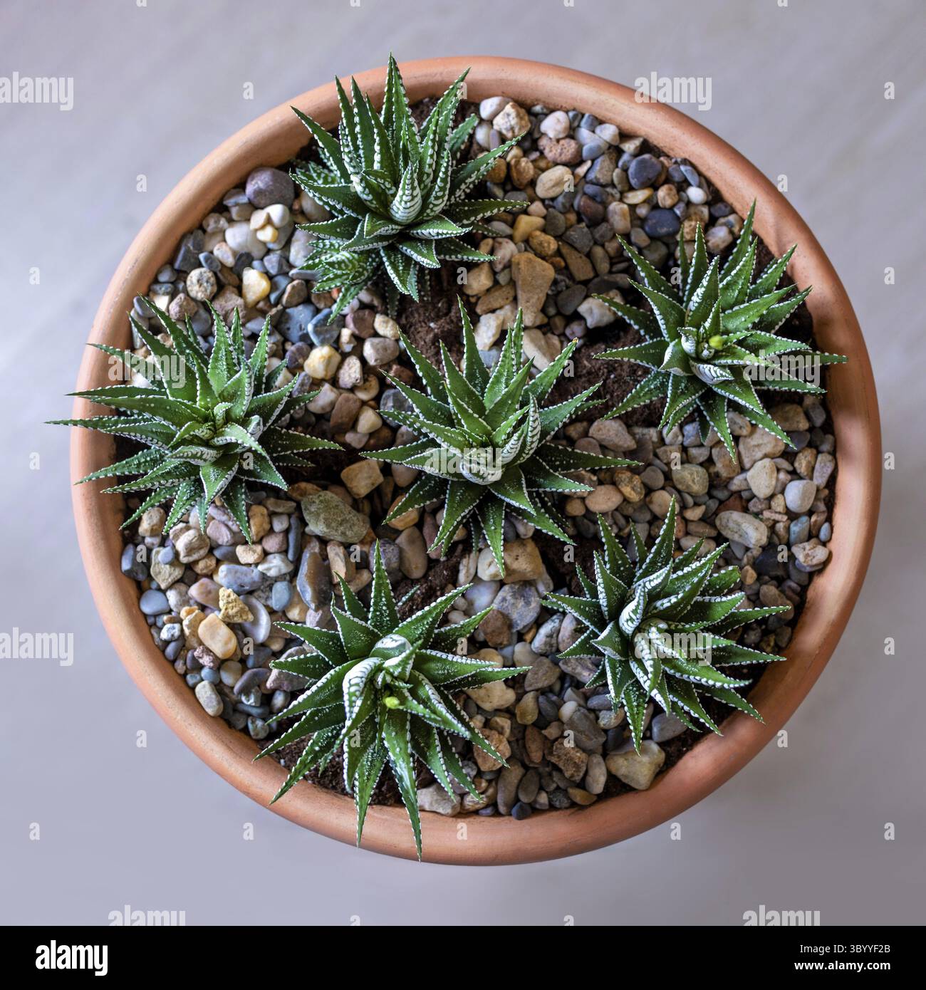 Bellissimo terrarium con cactus, fiore, roccia, sabbia all'interno pentola rossa vista dall'alto Foto Stock