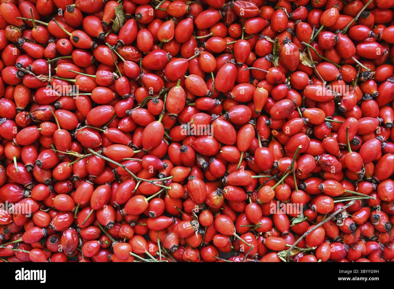Rosehip cespugli. Frutti rossi autunnali sani e freschi provenienti dalla natura Foto Stock