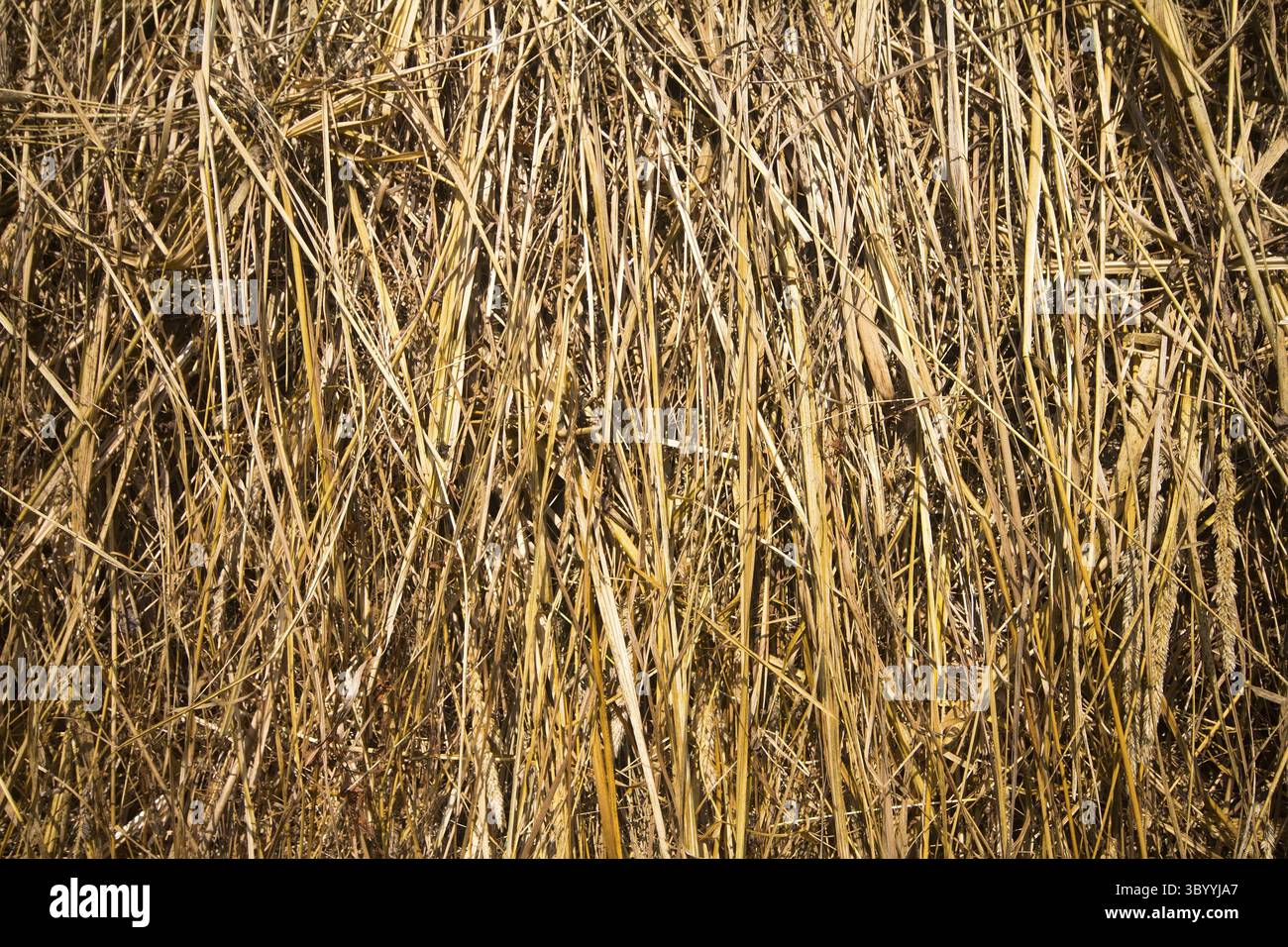 Il fieno secco closeup immagine come sfondo naturale Foto Stock