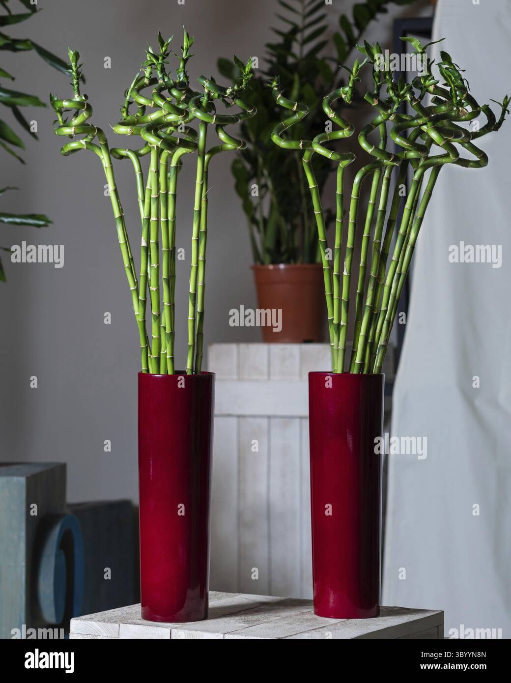 Pianta di bambù nella pentola rossa Foto Stock