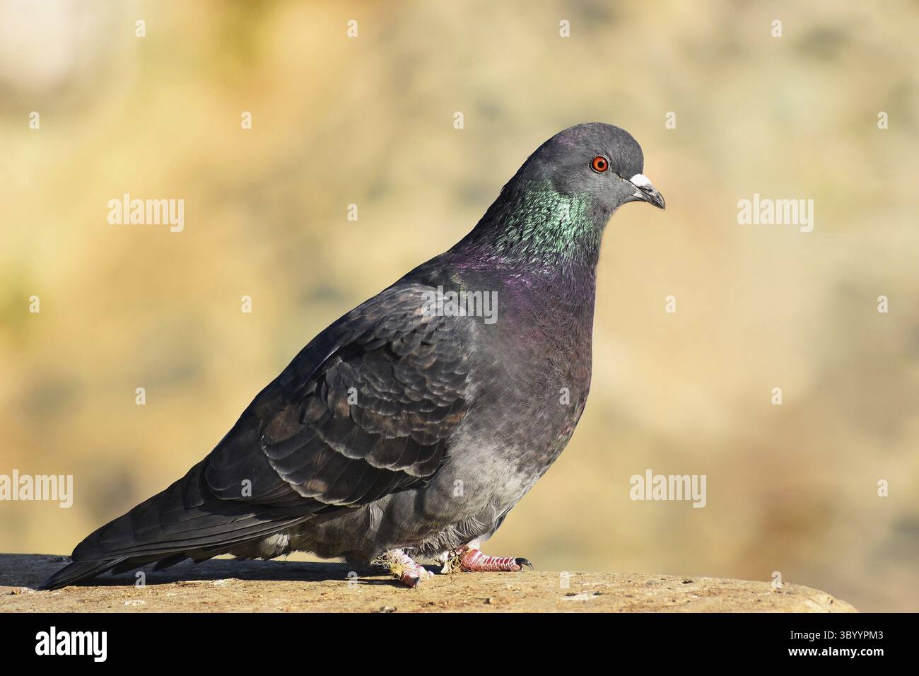 Bella foto di un uccello. Piccione selvatico (Columba livia domestica) e sfondo colorato Foto Stock