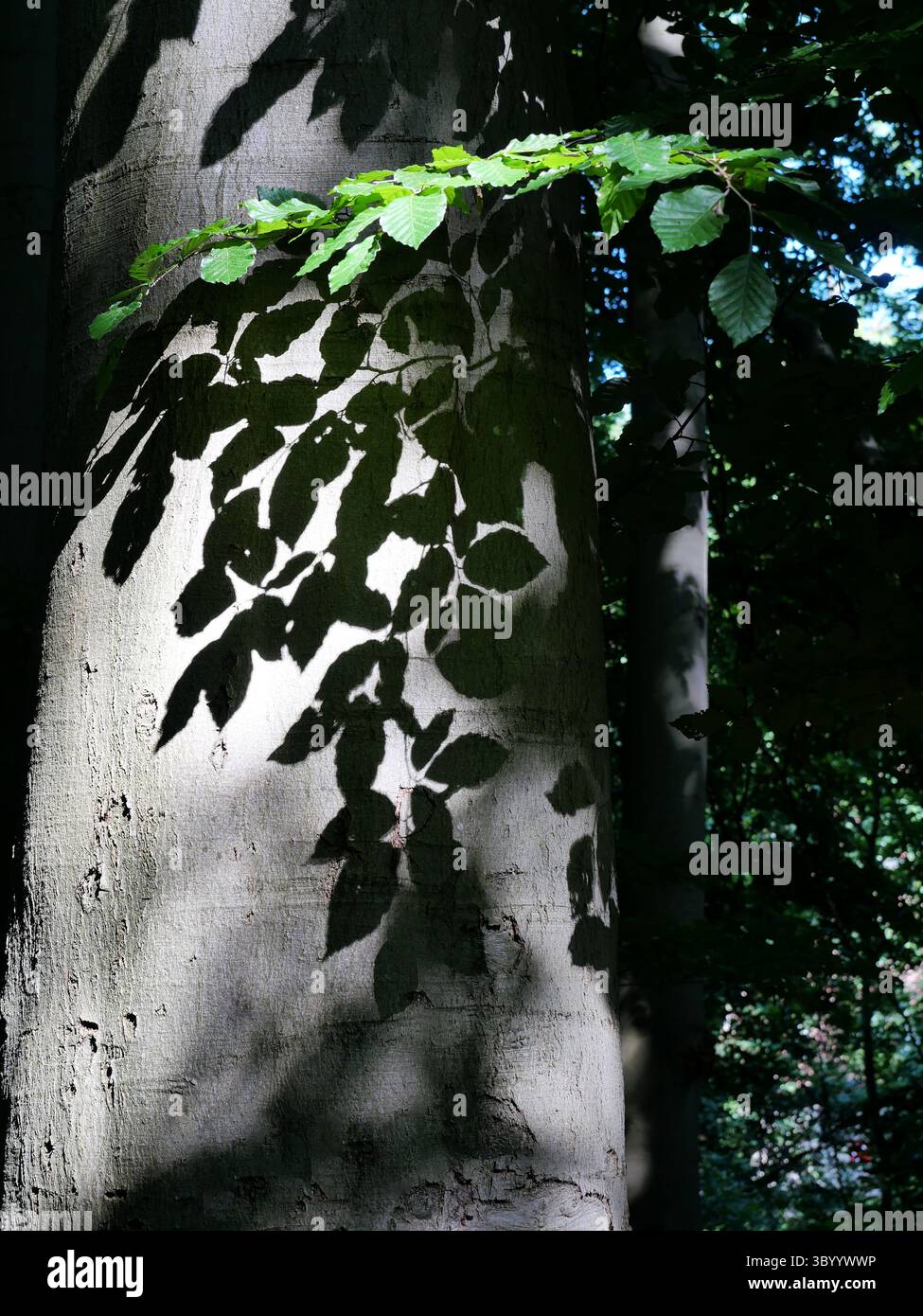 Gioco d'ombra di foglie sul tronco di faggio nella foresta. Dettagli naturali, luce e ombra. Copyspace. Foto Stock
