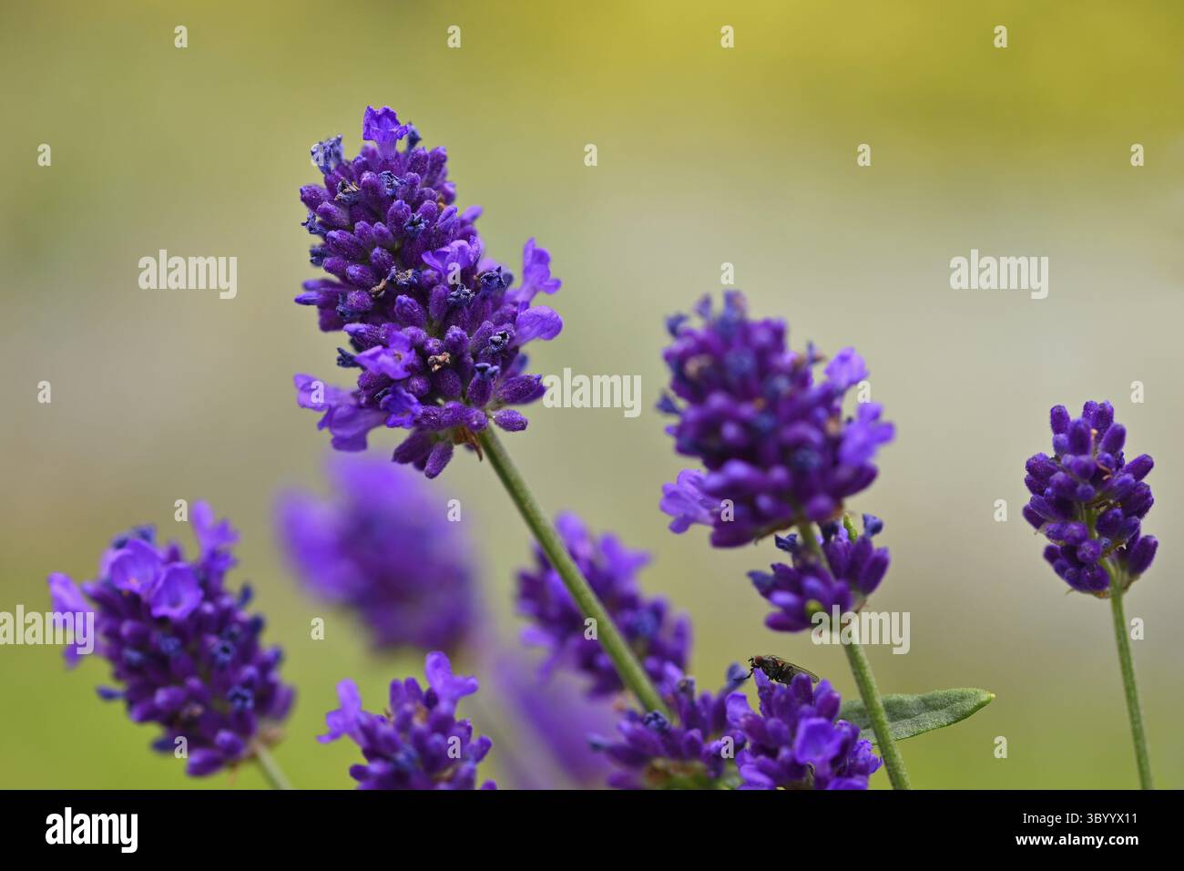 Lavanda. Pianta viola in fiore - Lavandula angustifolia (Lavandula angustifolia) Foto Stock