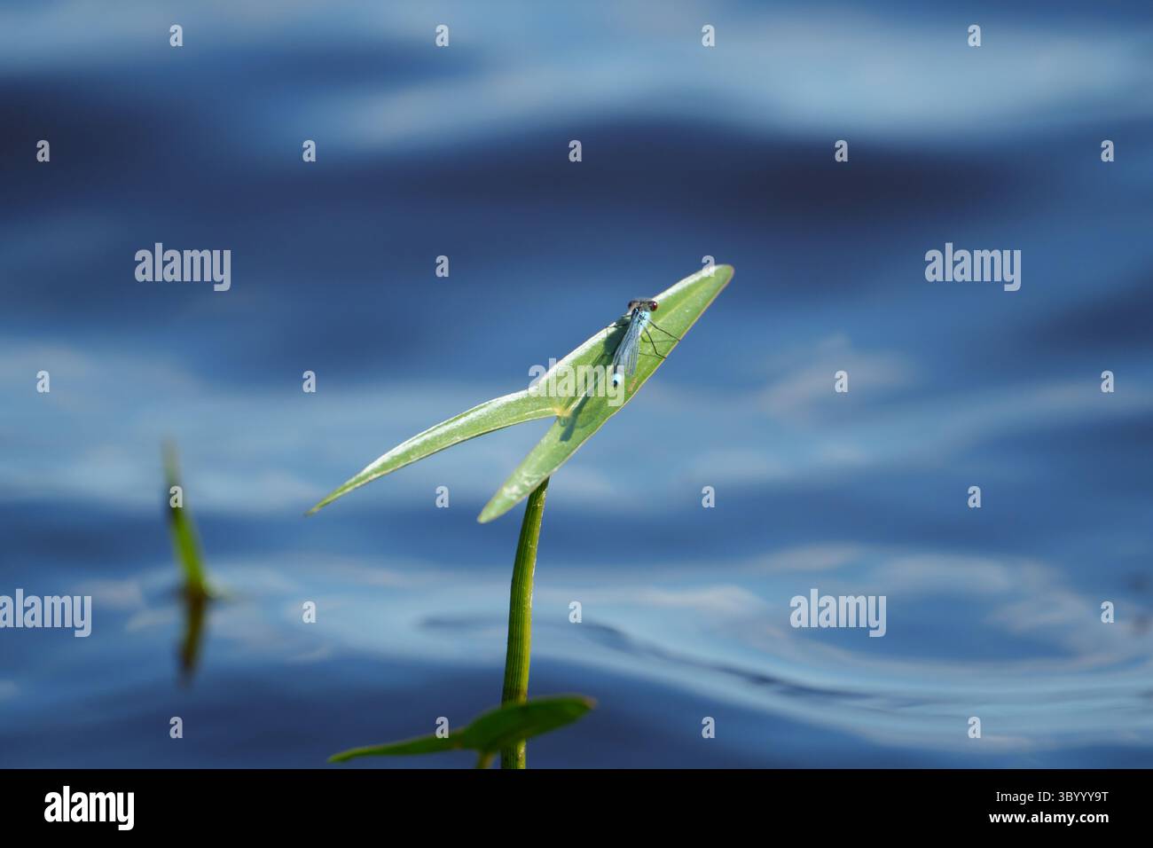 Una libellula blu che riposa e prende il caldo lago estivo illuminato dal sole su una foglia di freccia Foto Stock