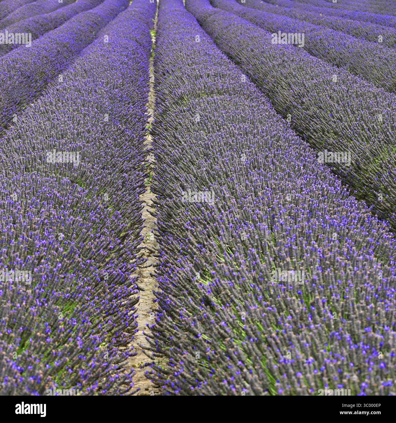 Lavanda. Pianta viola in fiore - Lavandula angustifolia (Lavandula angustifolia) Foto Stock
