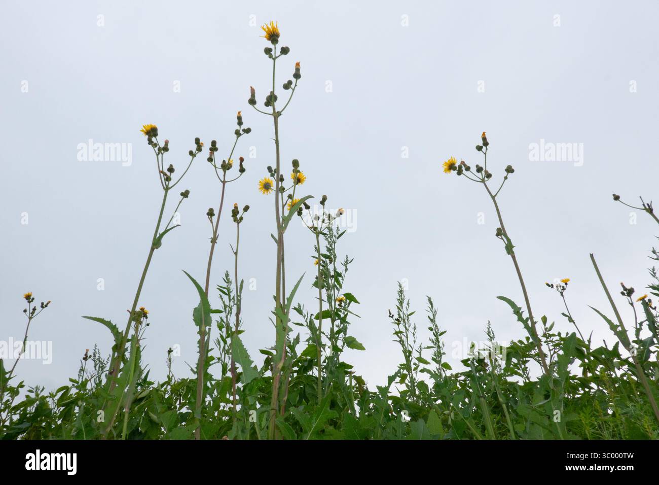 Cardo di latte in fiore, visto da un punto di vista basso Foto Stock