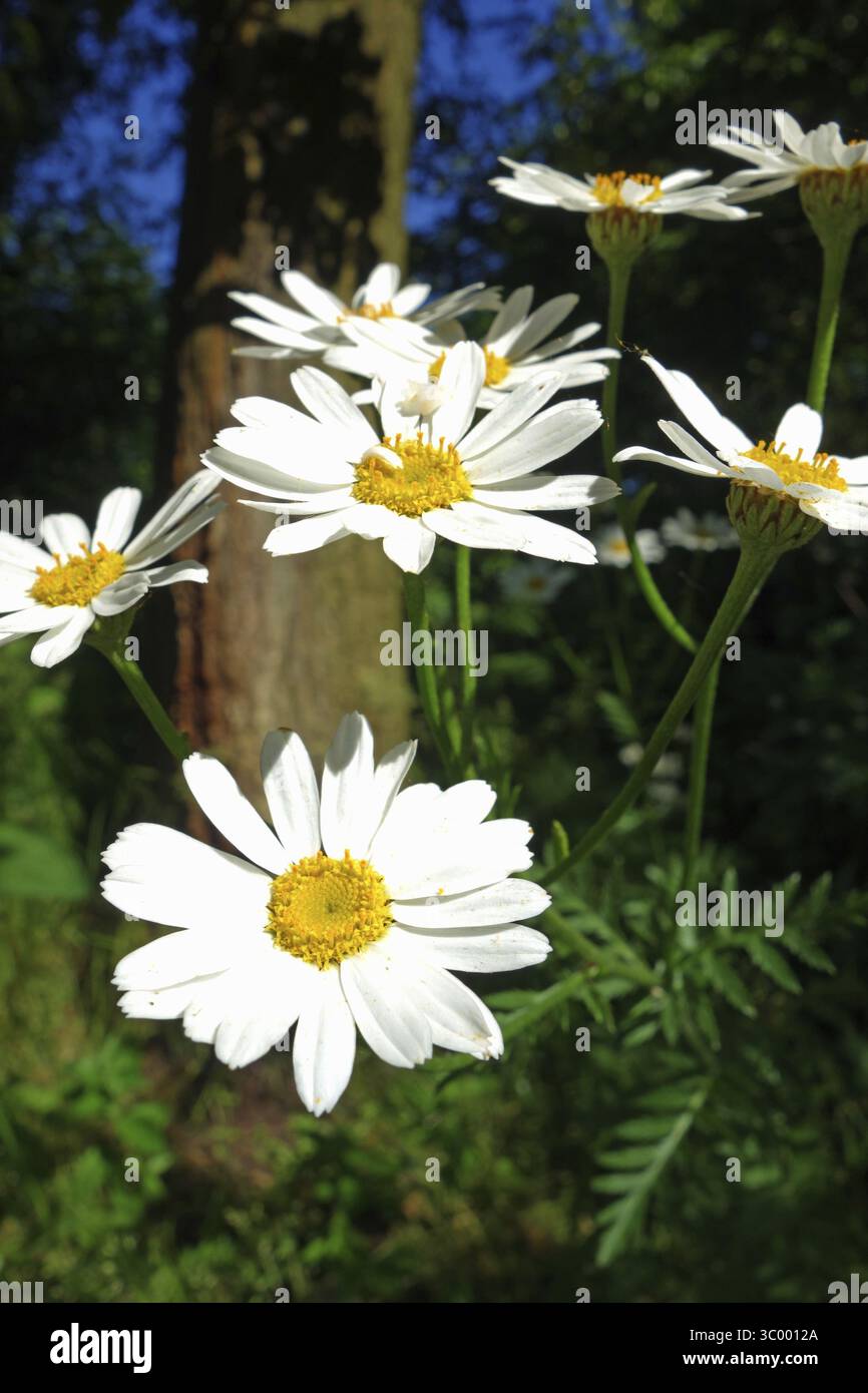 Prati magri, Daisy Foto Stock