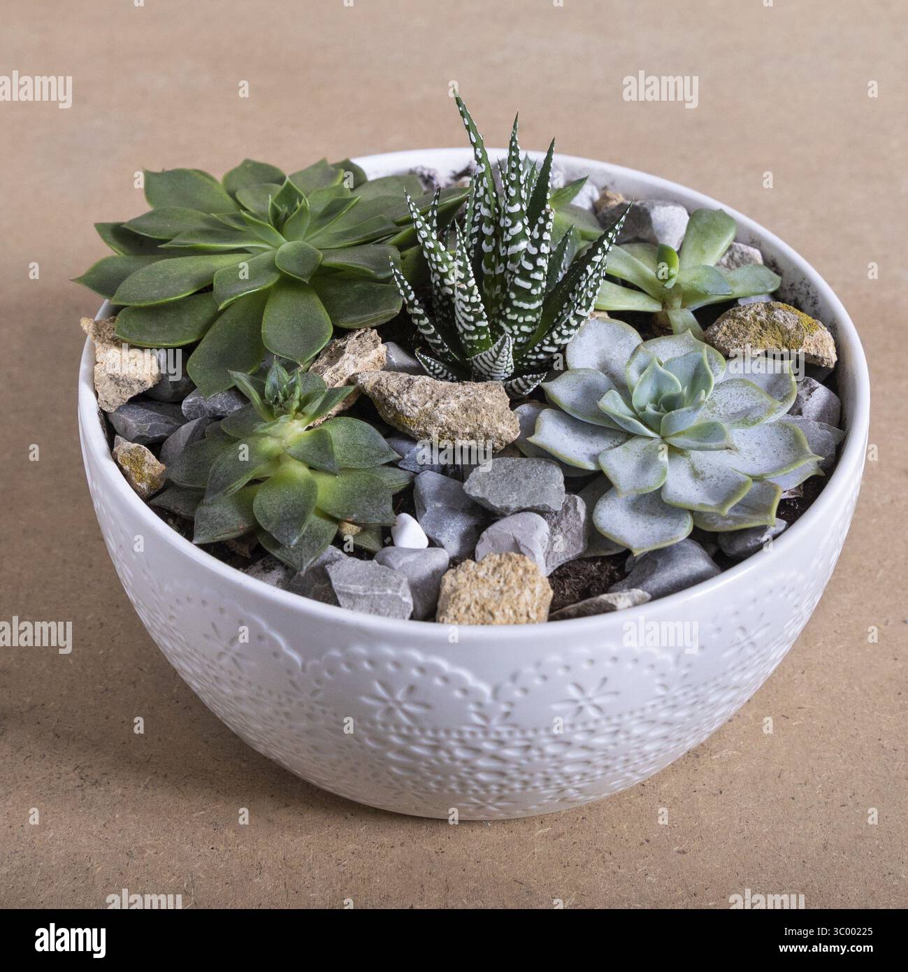 Terrario, sabbia, roccia, succulento, cactus nel vaso bianco di ceramica Foto Stock