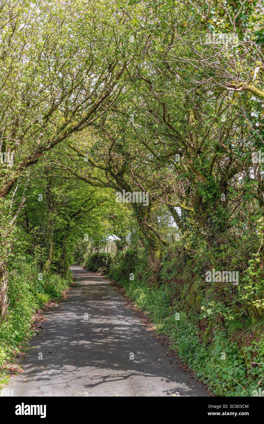 Viale di alberi decidui in primavera al Parco Nazionale di Dartmoor, England, Regno Unito Foto Stock