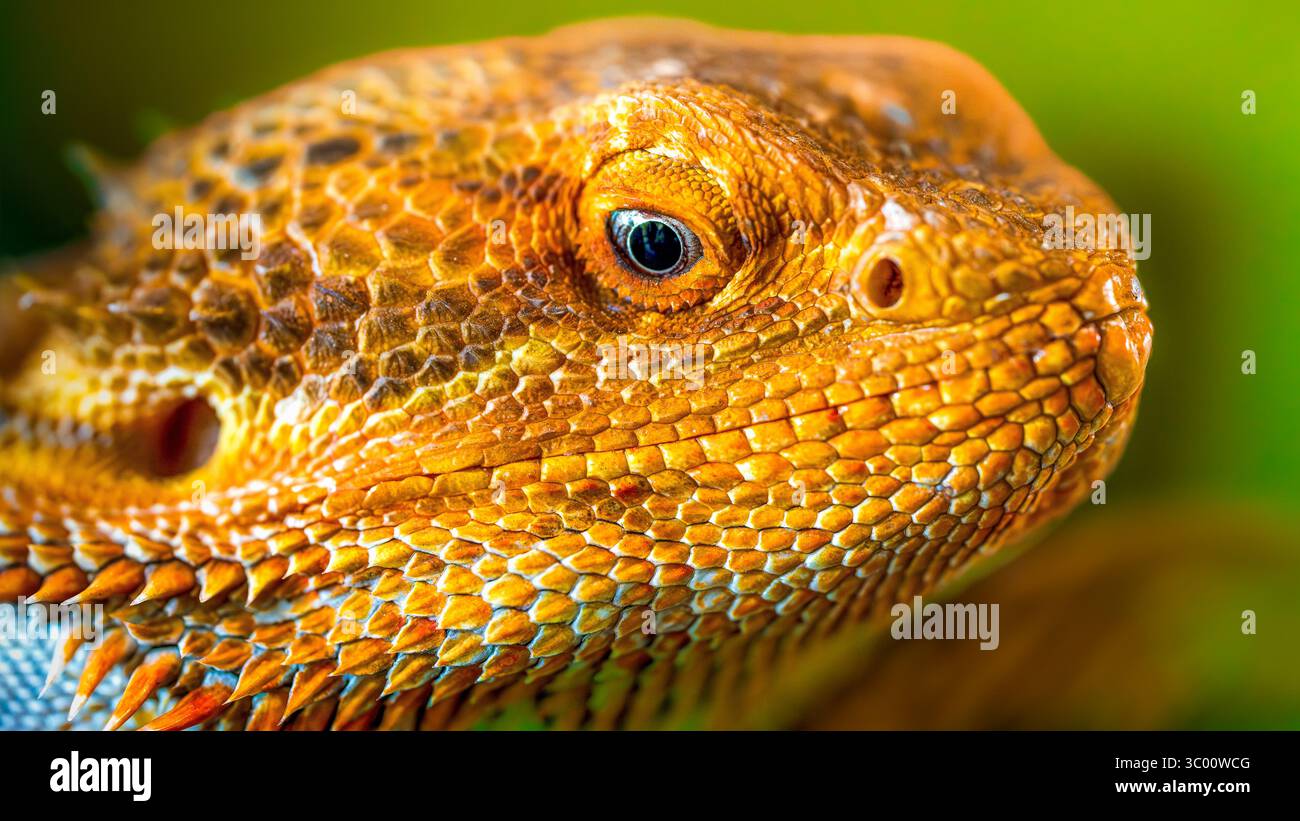 Drago barbuto (Pogona Vitticeps) con un occhio color ambra e scale con struttura a punta testurizzata che si crogiolano in una luce calda e vivace Foto Stock