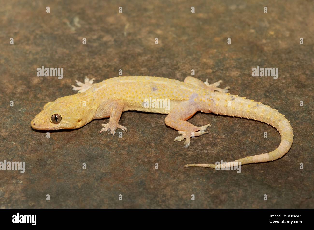 Primo piano di una graziosa casa tropicale Gecko (Hemidactylus mabouia), chiamata anche Cosmopolitan House Gecko, su una roccia a KwaZulu-Natal, Sudafrica Foto Stock