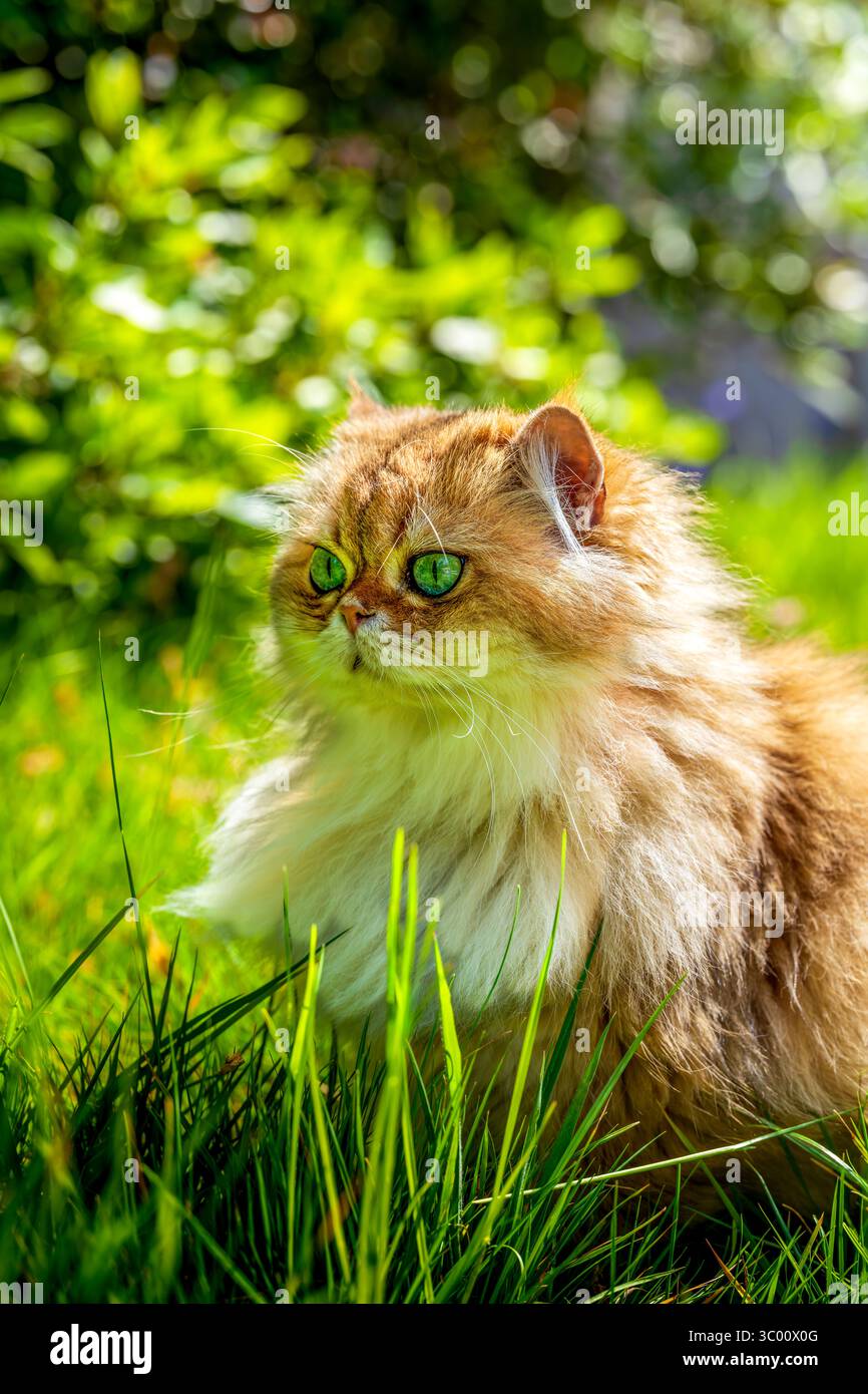 Gatto Longhair britannico d'oro con occhi verdi seduto nell'erba illuminata dal sole Foto Stock