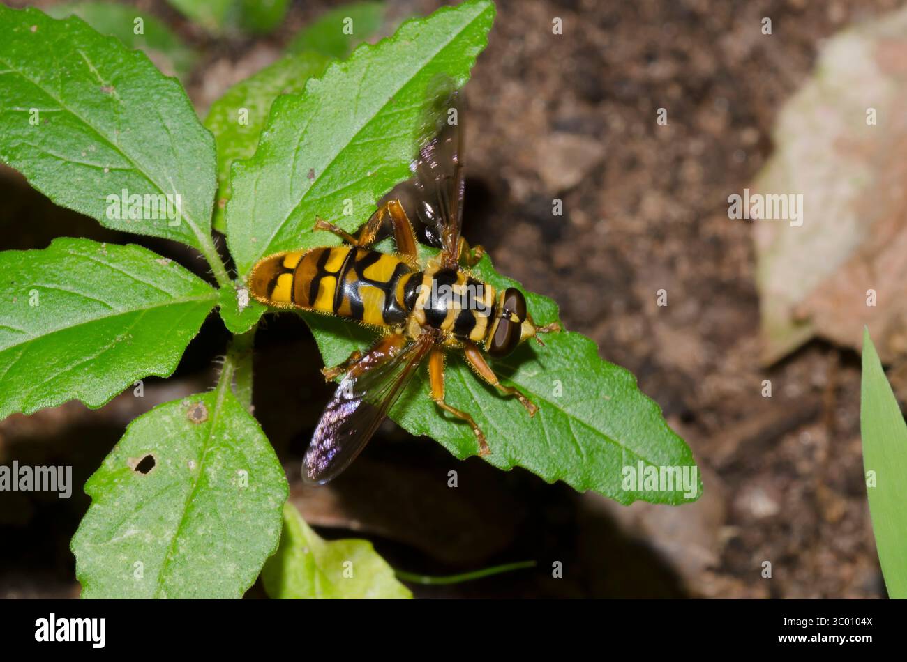 Giubbotto giallo Hover Fly, Milesia virginiensis Foto Stock