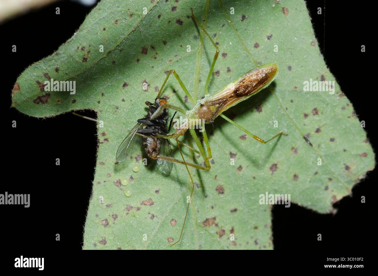 Assassin Bug, Zelus luridus, con la preda Foto Stock
