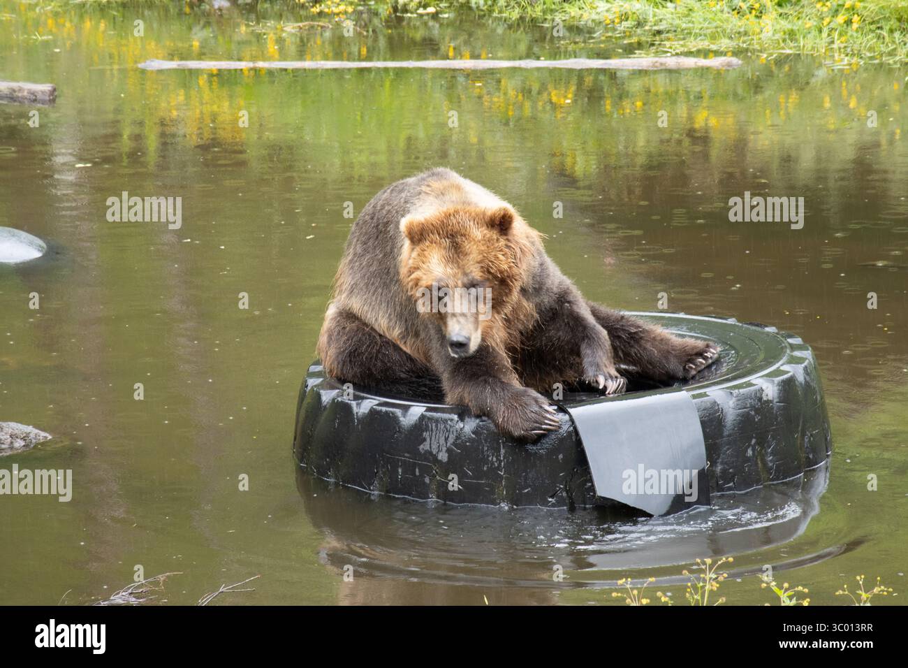 Orso bruno femmina, nella Fortezza dell'Orso, Santuario di Sitka, Alaska Foto Stock