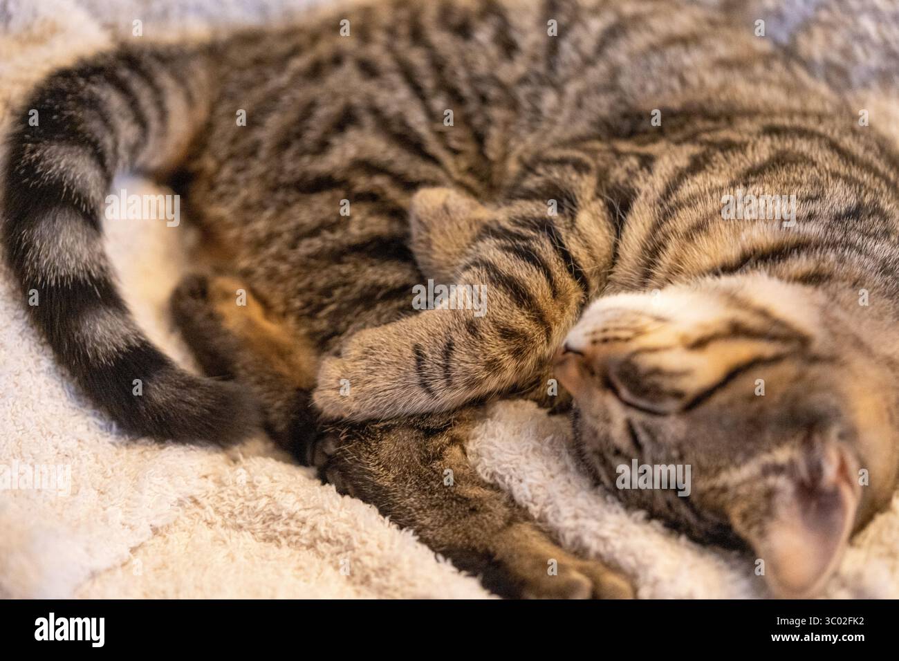 Gattino per dormire accoccolato su una coperta per bambini, occhi chiusi in un comfort profondo. Un tenero momento al coperto di pace, morbidezza e riposo tranquillo. Foto Stock