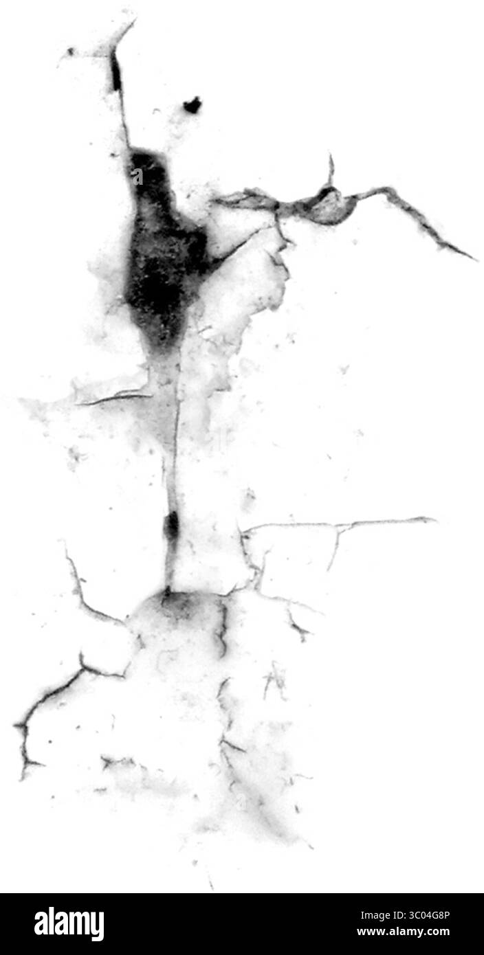 Un'immagine microscopica dettagliata che mostra l'intricata rete di vasi sanguigni a ramificazione rossa all'interno di un tessuto biologico pallido e strutturato. Illustrazione Vettoriale