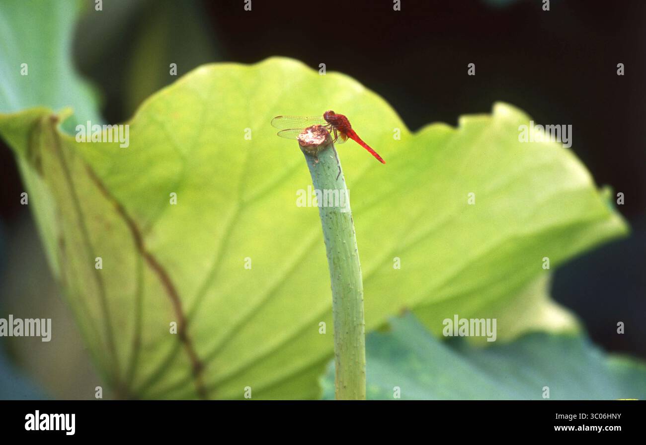 Red Dragonfly su Lotus Stem - Zen Macro minimalista Foto Stock