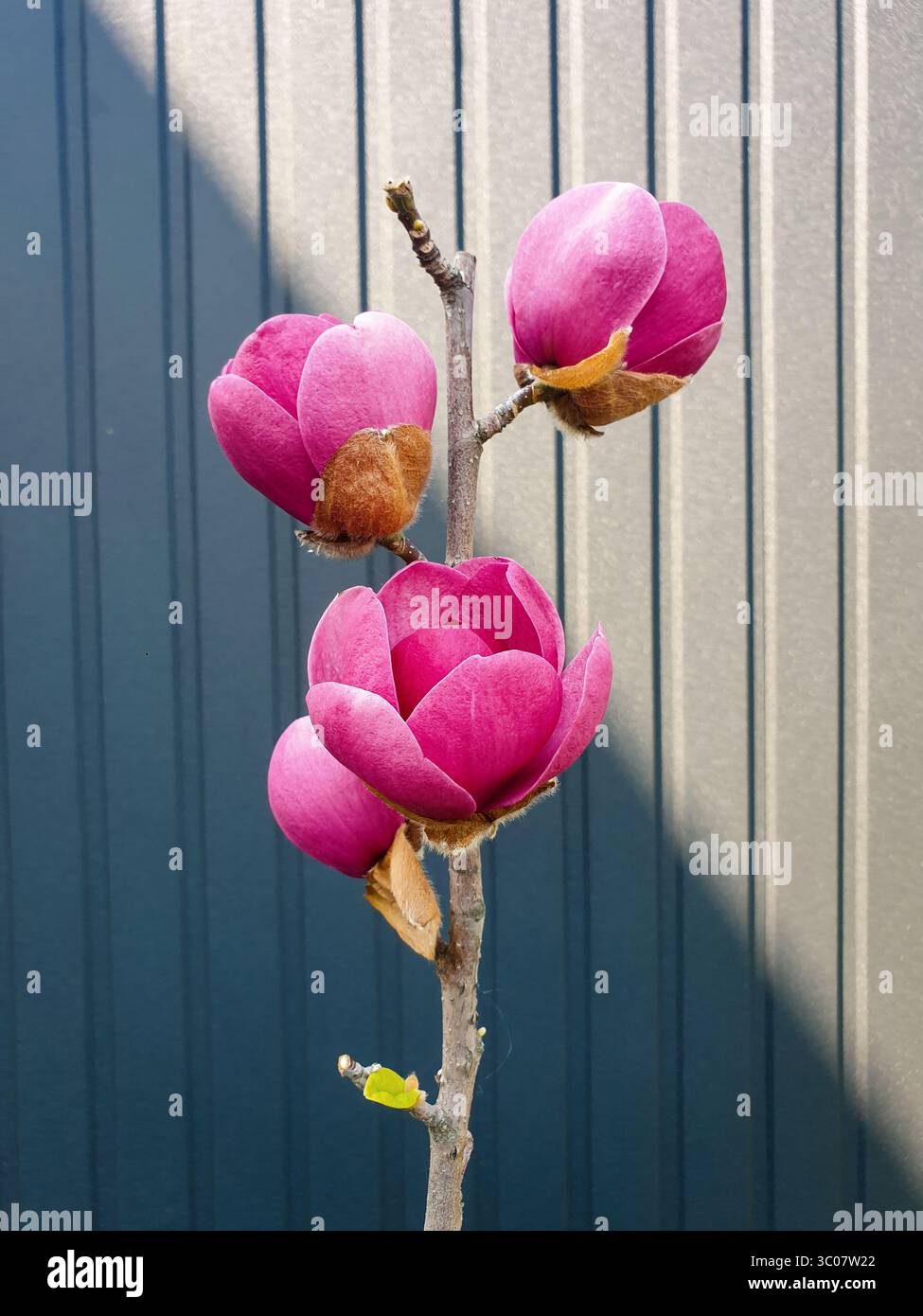 Albero di Magnolia con grandi fiori rosa. Albero di magnolia in fiore e parete grigia antracite sullo sfondo. Foto Stock