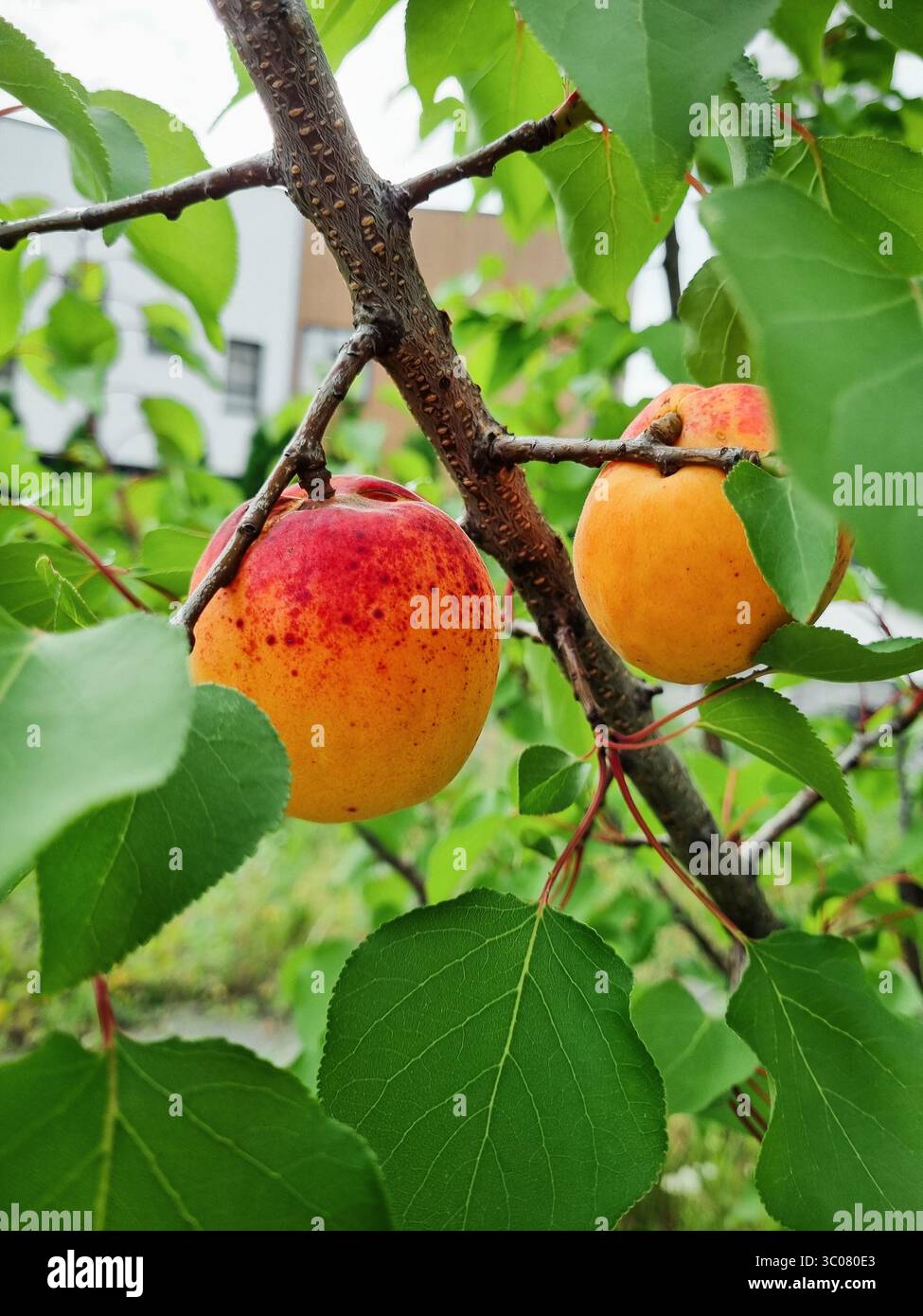 Frutti di albicocca su un albero in un giardino. Vista ravvicinata del ramo dell'albicocca con un frutto d'arancia appeso su di esso. Foto Stock