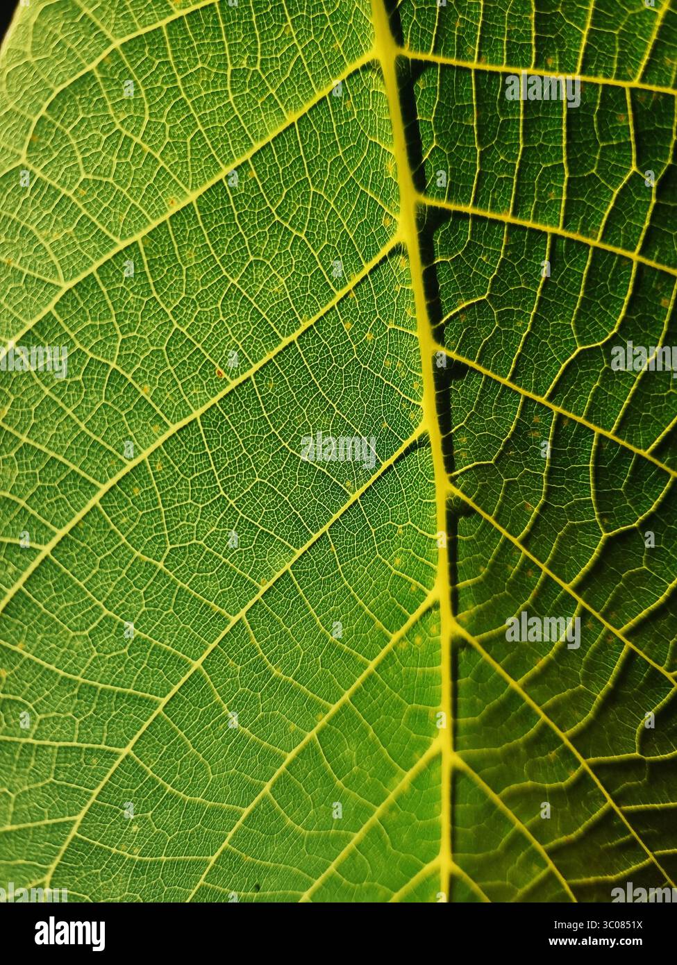 Struttura a foglia verde. Vista ravvicinata della foglia di noce contro la luce. Foto Stock