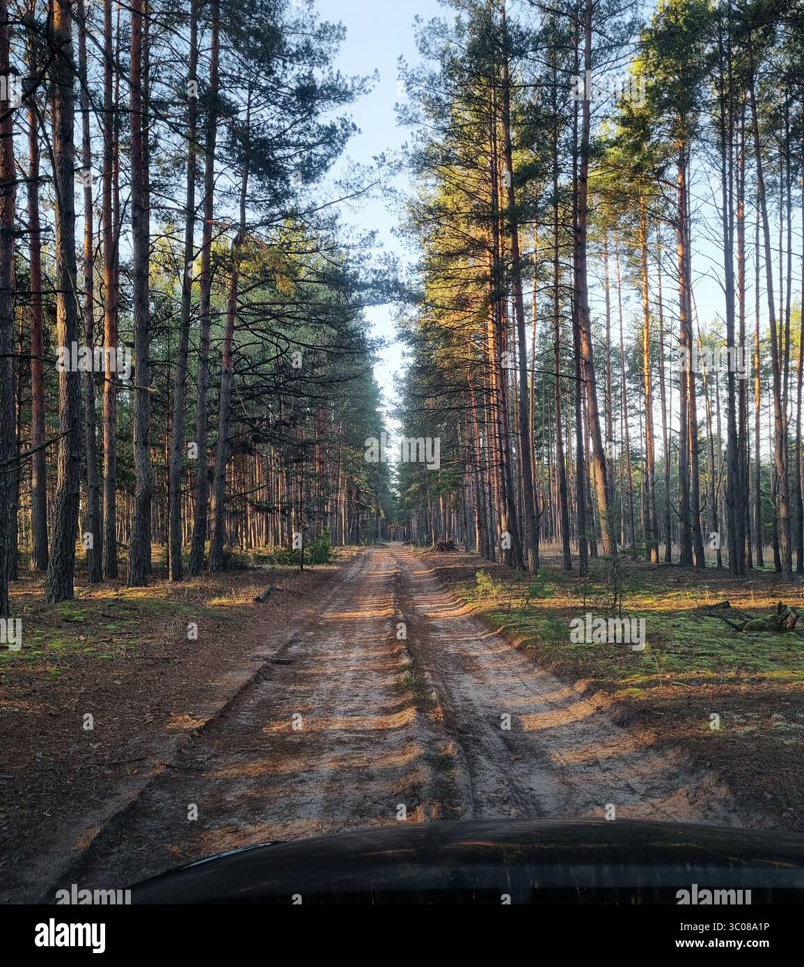 Strada sterrata nella pineta. Prospettiva in diminuzione di una strada attraverso la foresta di pini al tramonto. Foto Stock