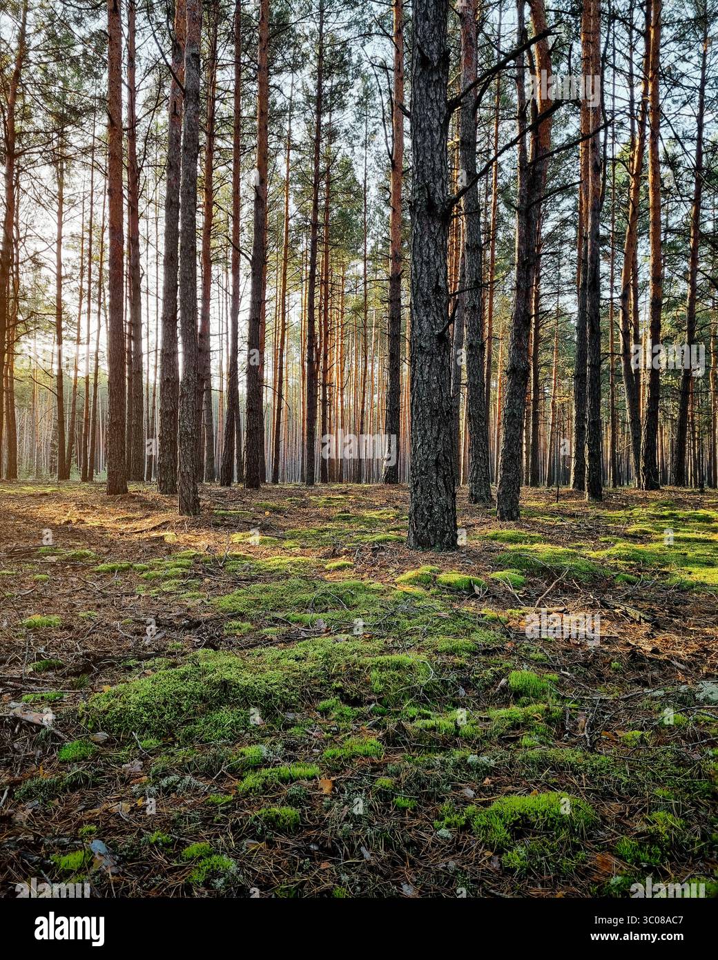 Foresta di pini in mattinata. Alberi alti gettano lunghe ombre sul terreno coperto di muschio. Raggi dorati di luce mattutina. Foto Stock