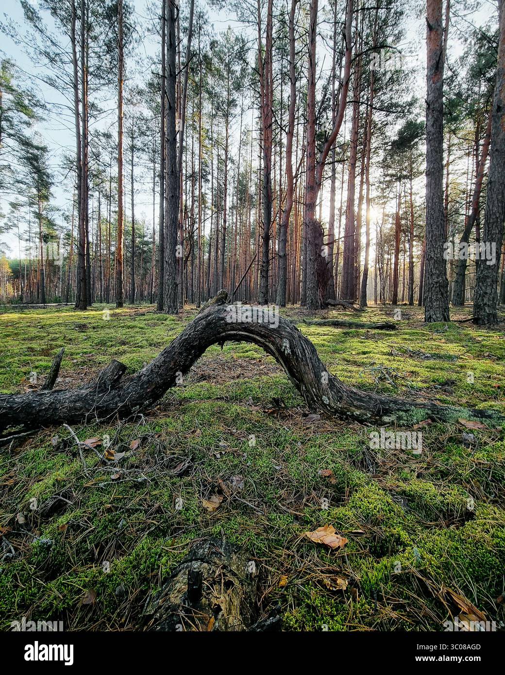 Foresta di pini alla luce del mattino. L'albero caduto ricurvo si avvolge sul terreno ricoperto di muschio verde e aghi di pino sparsi. Foto Stock