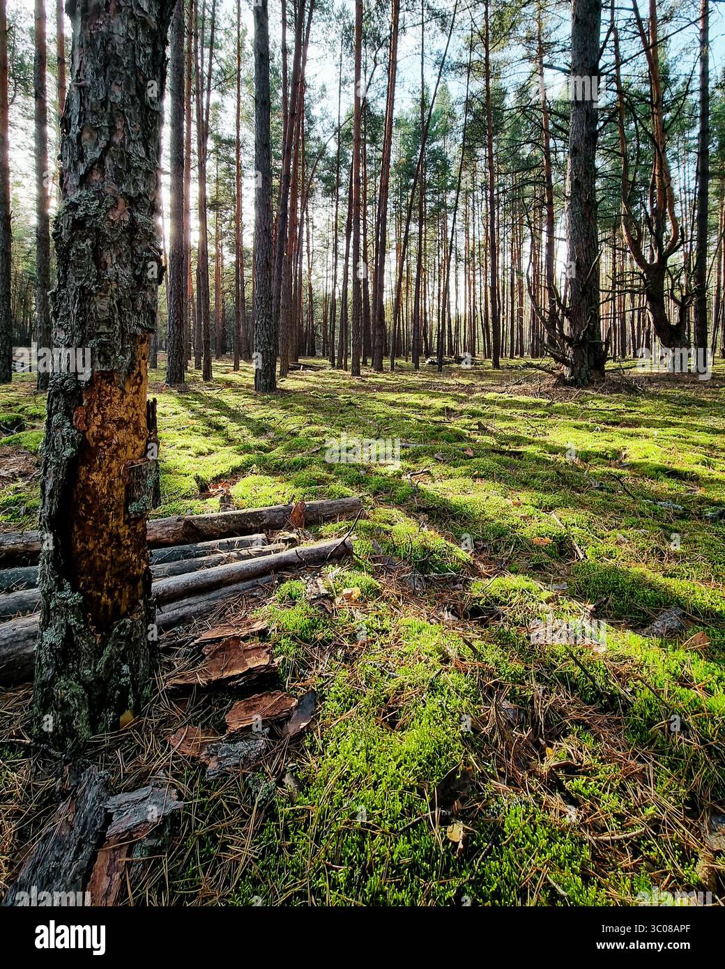 Foresta di pini la mattina di sole. Alberi alti gettano lunghe ombre sul terreno coperto di muschio. Raggi dorati di luce mattutina. Foto Stock