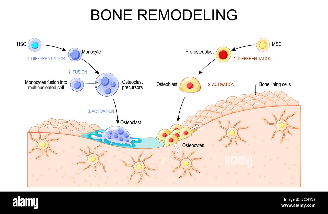 Processo di rimodellamento osseo. Il tessuto osseo vecchio viene scomposto dagli osteoclasti e sostituito con un tessuto nuovo dagli osteoblasti. Ciclo di riparazione e rimodellamento osseo. Illustrazione Vettoriale
