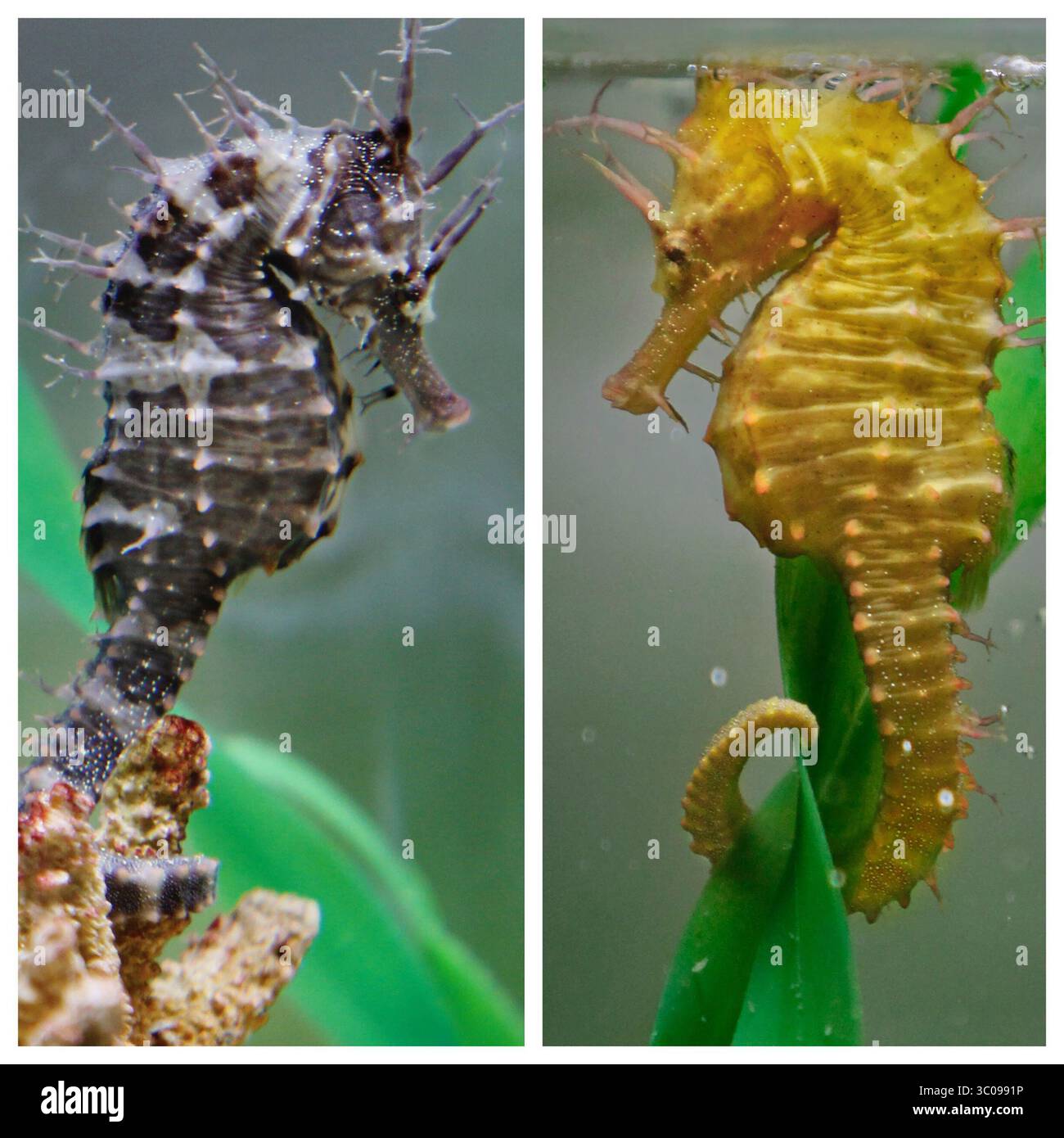 18 ottobre 2018 - Clearwater, Florida, Stati Uniti - JIM DAMASKE | Times.Un cavalluccio marino fiancheggiato in salvo, ora chiamato ''Ruffles'' dai biologi con il Clearwater Marine Aquarium, esce nel suo serbatoio di riabilitazione presso la struttura giovedì 10/18/2018 (a destra) dopo aver cambiato colore dal suo colore grigio (a sinistra) è arrivato con un'abbronzatura giallastra. I cavallucci marini possono cambiare colore per adattarsi all'ambiente circostante. Il cavalluccio marino è stato trovato su Belleair Beach dal golfo tempestoso giovedì 10/12/2018 da un vacanziero e portato all'acquario. I biologi stanno osservando per assicurarsi che possa respirare bene, nuotare e mangiare minuscoli Foto Stock