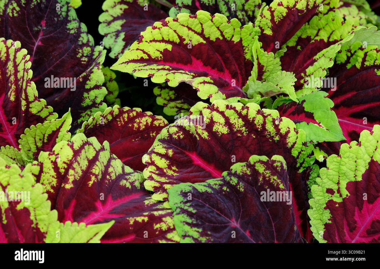 coleus scutellarioides kong rosa varieta' in un giardino inglese Foto Stock