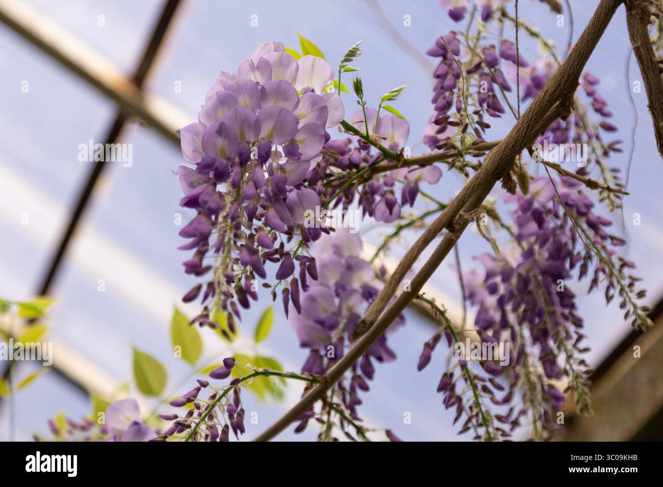 Vista dettagliata di delicati petali di glicine in una luce naturale soffusa. Foto Stock